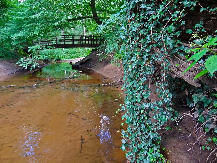 River, Bridge, Bach, Lianas, Ivy, Forest, deciduous forest HD wallpaper