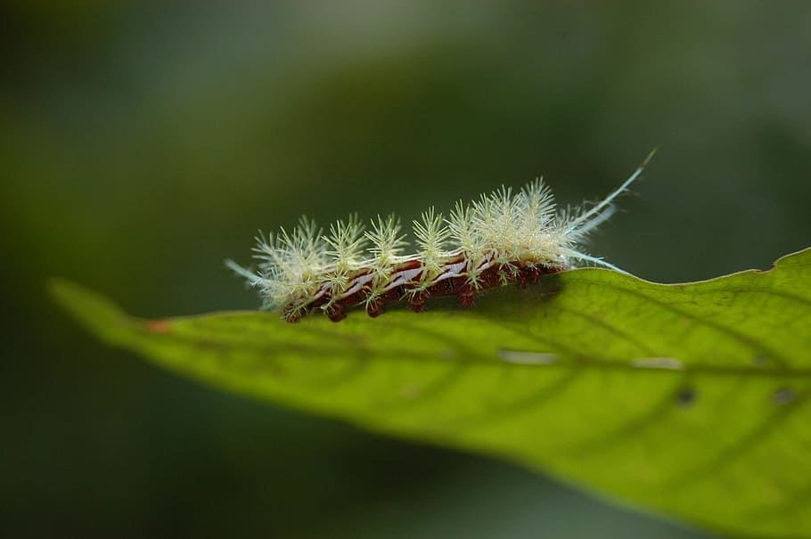 caterpillar, nature, insect, green color, close-up, plant, leaf HD wallpaper