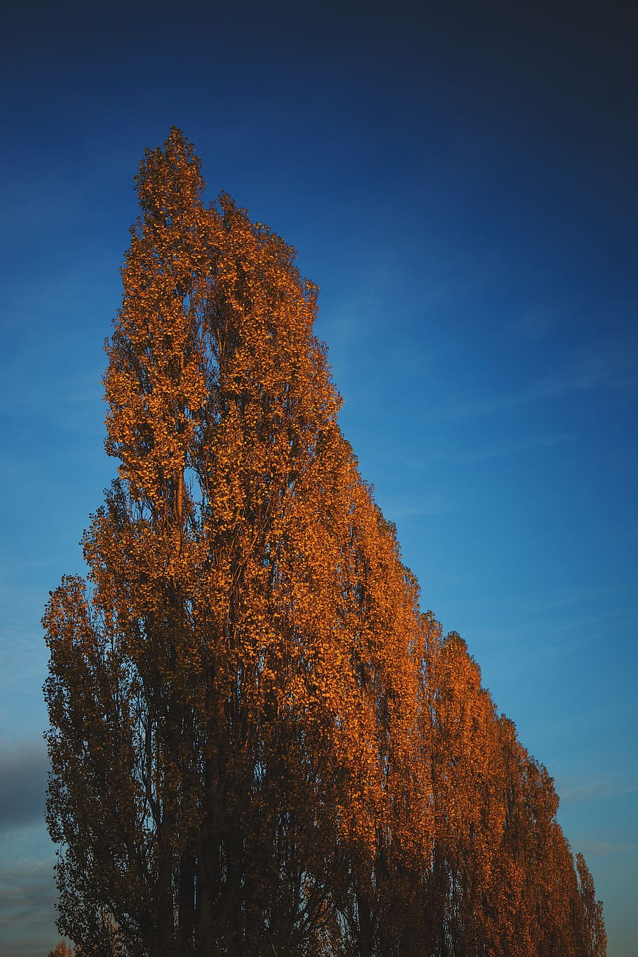 nature, autumn, blue, fall, leaves, sky, tree, trees, yellow HD wallpaper