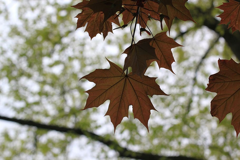 Maple, Leaves, Shadow, Images, Autumn, tree, leaf, change, maple leaf HD wallpaper