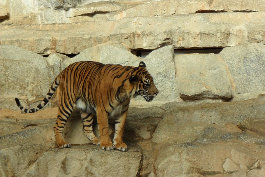 Tiger, Zoo, Animals, Predator, mammal, carnivore, wildlife HD wallpaper