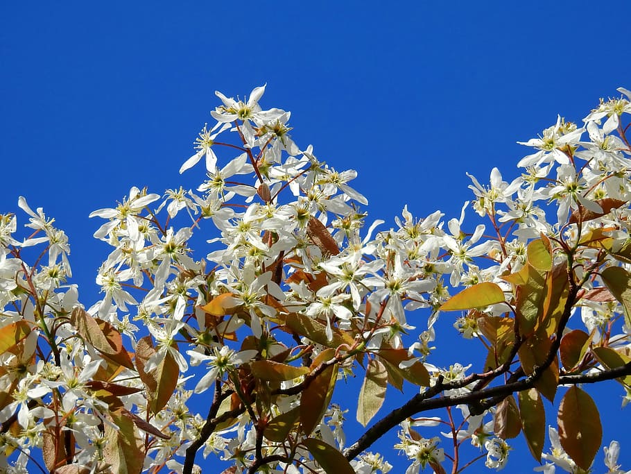 blossom, bloom, tree, spring, nature, flower, sky, low angle view HD wallpaper