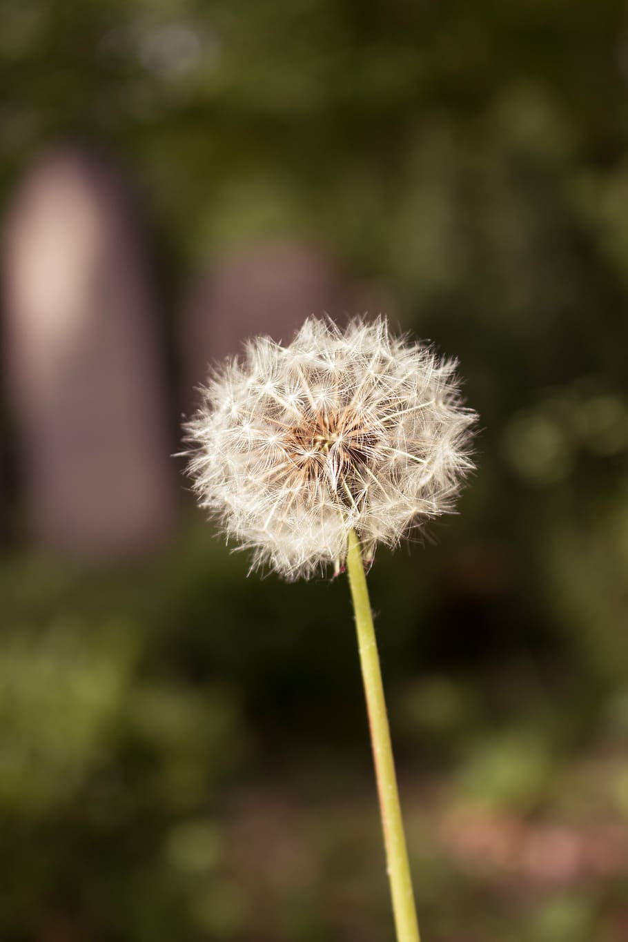 dandelion, nature, close, flower, plant, summer, single Flower HD wallpaper