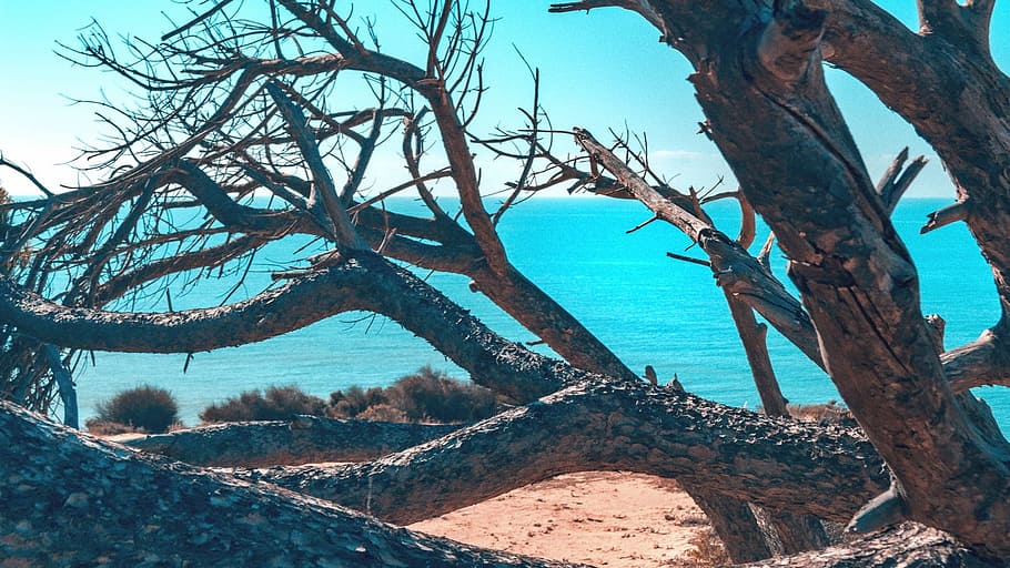 Tree, Beach, Cliffs, nature, day, no people, outdoors, scenics HD wallpaper