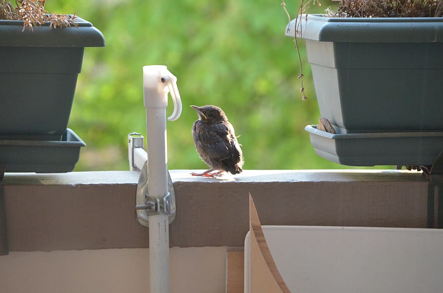 bird, nature, blackbird, animal themes, animals in the wild HD wallpaper