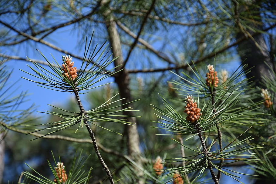 nature, tree, needle, spring, trunk, flowering, plant, focus on foreground HD wallpaper