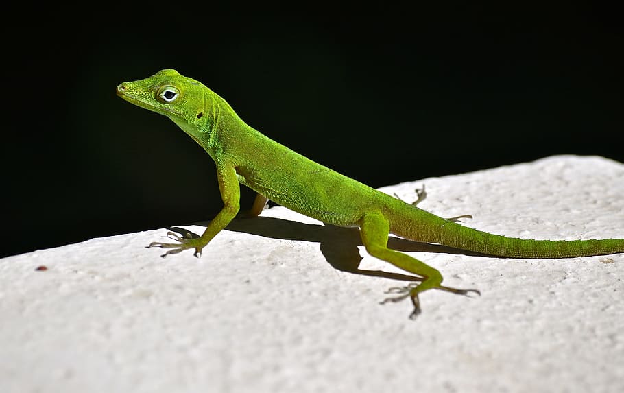 lizard, rainforest, natural, animal themes, reptile, vertebrate HD wallpaper
