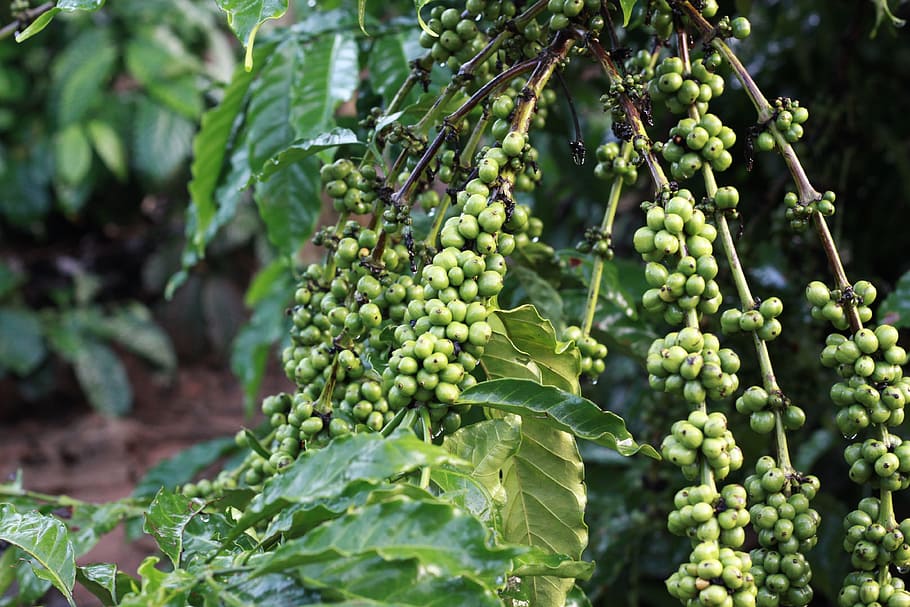 unripe coffee beans on branch, green, farm, nature, cafe, tree