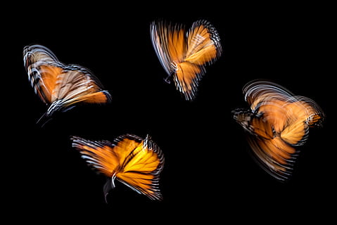 four brown butterflies, swarm of monarch butterfly, motion, movement HD wallpaper