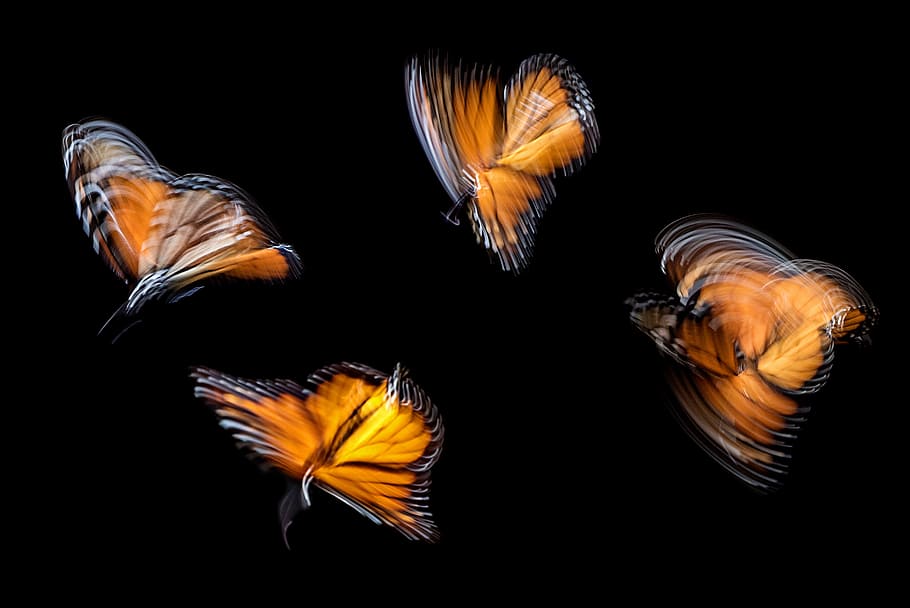 four brown butterflies, swarm of monarch butterfly, motion, movement, HD wallpaper
