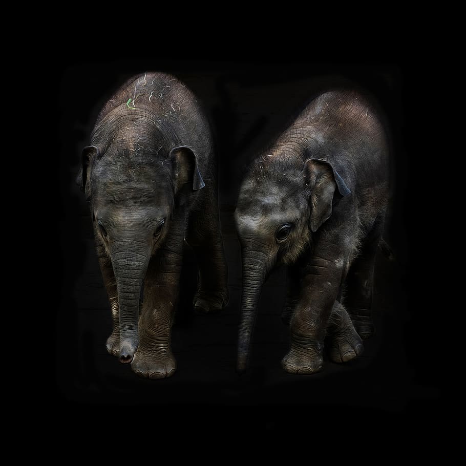 elephant, animal, pachyderm, calf, elephant calf, proboscis, HD wallpaper