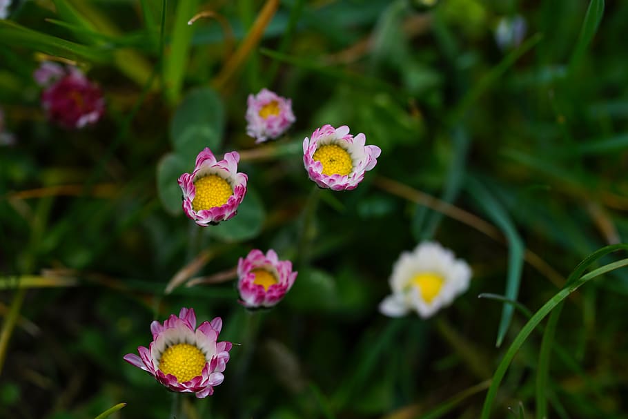 daisy, flower, blossom, bloom, bellis philosophy, red, pink HD wallpaper