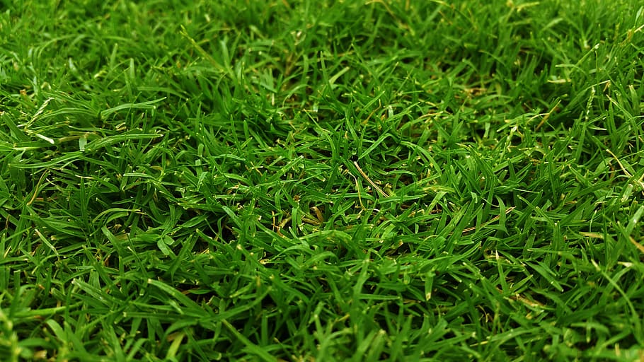 green grass, close-up, field, grass field, grassy, growth, lawn HD wallpaper