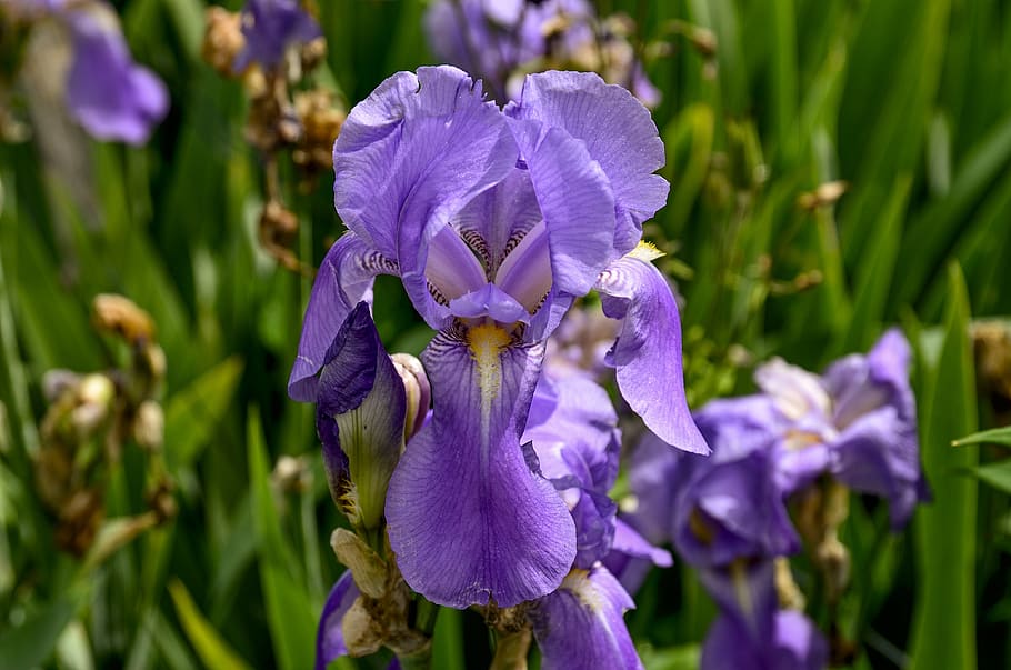 iris, flower, purple, spring, iridaceae, flowering plant, freshness HD wallpaper