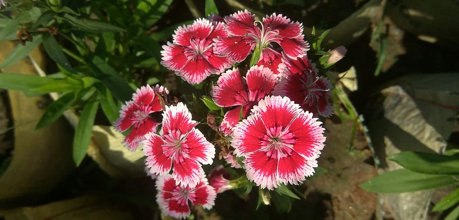 nature, flora, flower, leaf, garden, super parfait, flowering plant HD wallpaper
