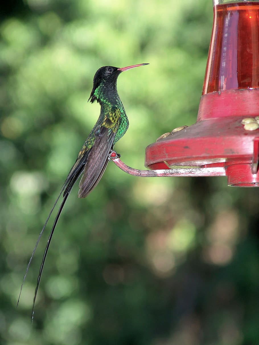 green and black hummingbird during daytime, nectar, bill, fly HD wallpaper
