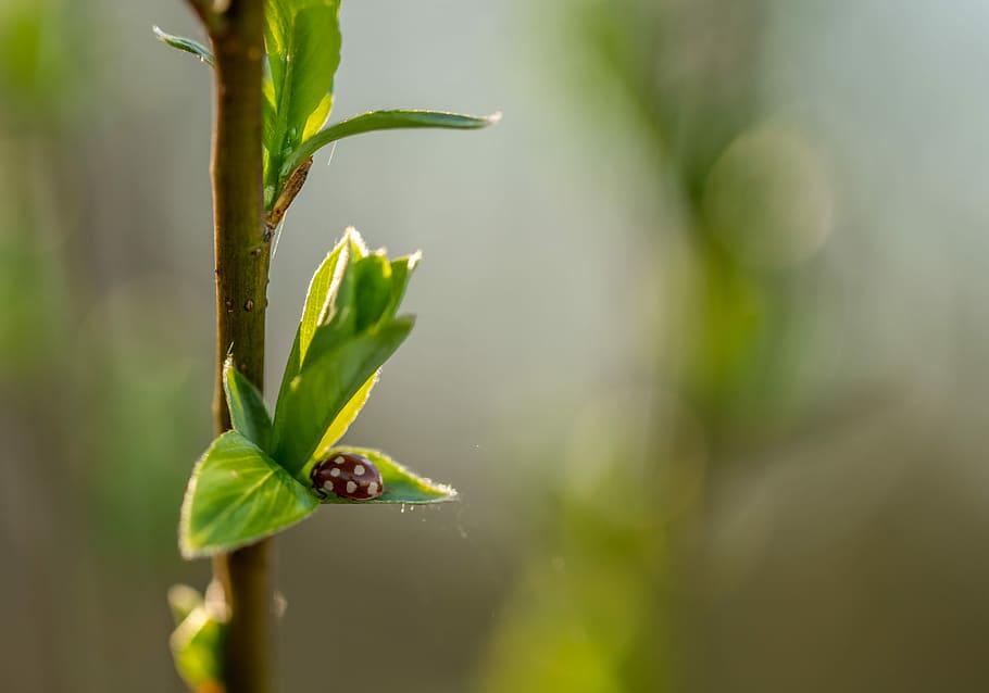 ladybug, insect, macro, sheet, branch, animal themes, green color HD wallpaper