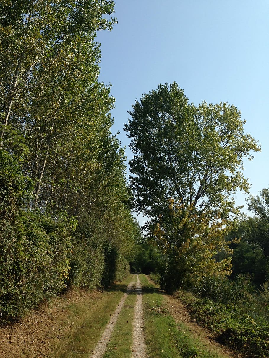 Trail, Nature, Walk, Tranquility, green, leisure, relaxation HD wallpaper