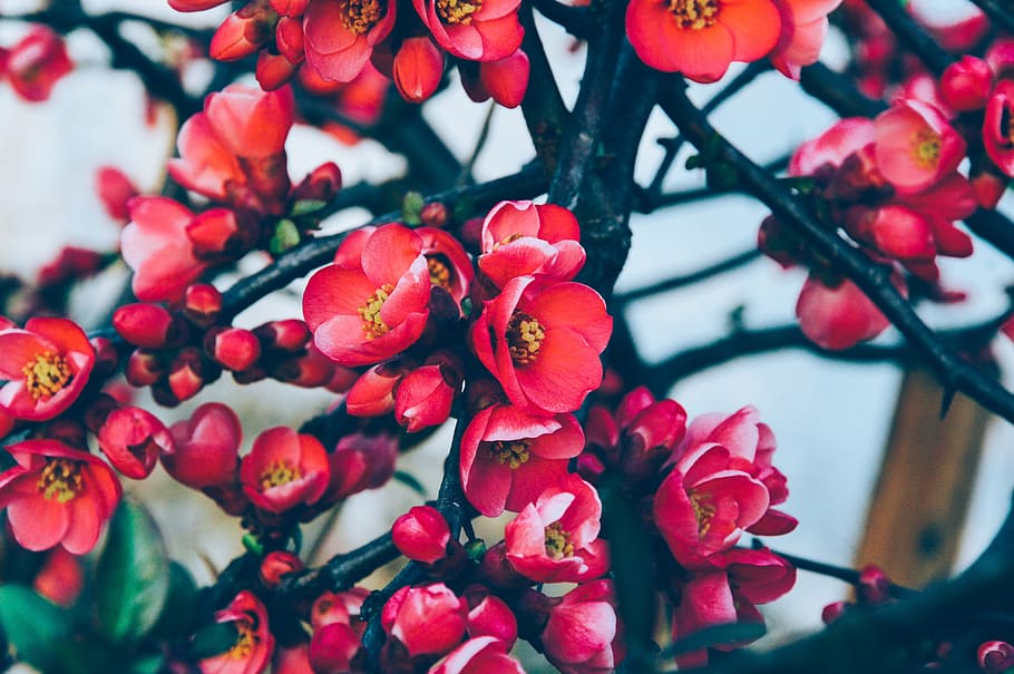 shallow focus photography of red flower, tree, flowers, spring HD wallpaper