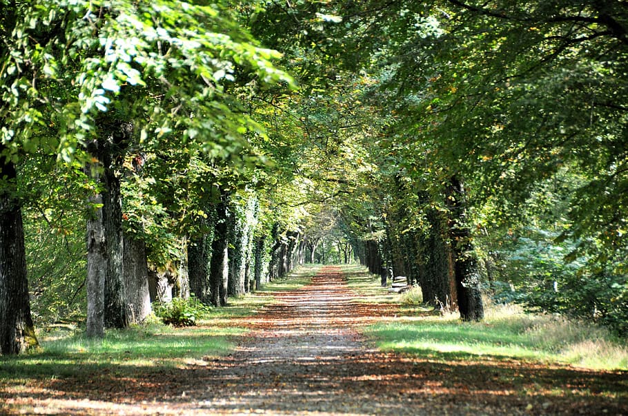 forest, trees, green, environment, nature, park, spring, plant HD wallpaper
