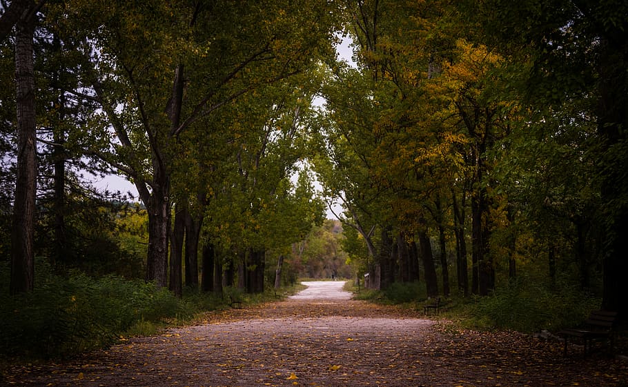 autumn, daylight, environment, fall, forest, guidance, landscape HD wallpaper