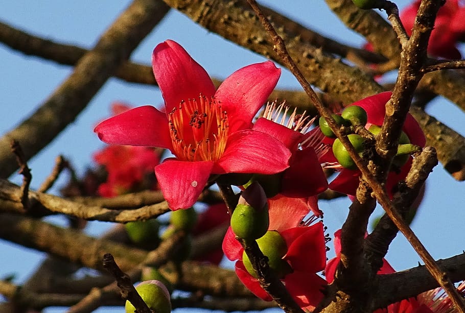 flower, shimul, bombax ceiba, cotton tree, red silk-cotton, HD wallpaper