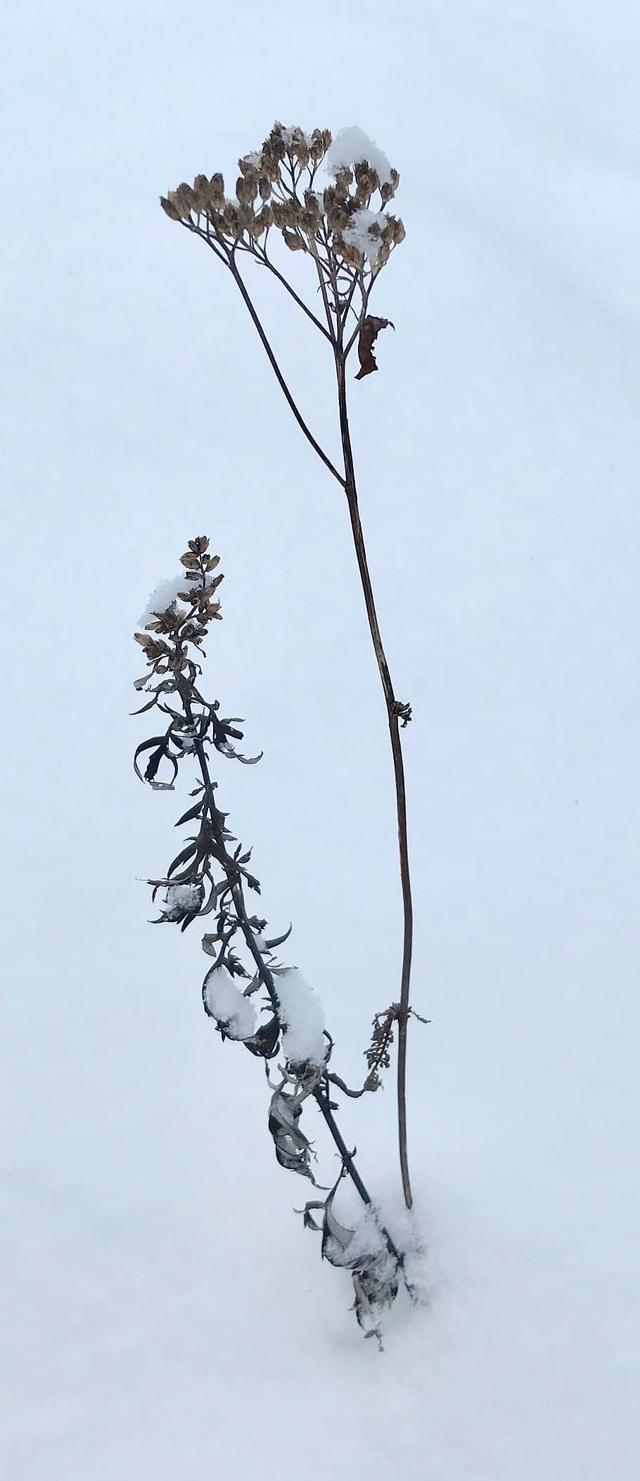 photo of snow-covered brown petaled flowers, green leaf plant HD wallpaper