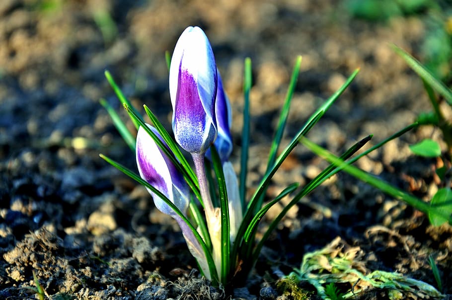 spring, flower, nature, crocus, plant, snowdrop, springtime HD wallpaper