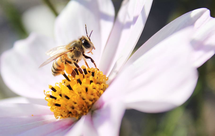 cosmos flower, daisy, bee, flowering plant, beauty in nature HD wallpaper