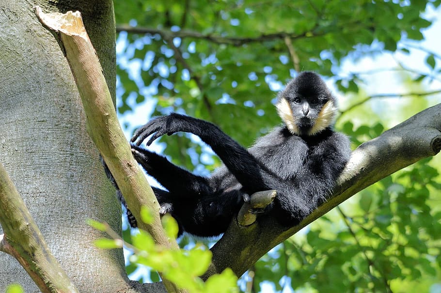 Gibbon, Monkey, Ape, Primate, Animal, wildlife, zoology, mammal HD wallpaper