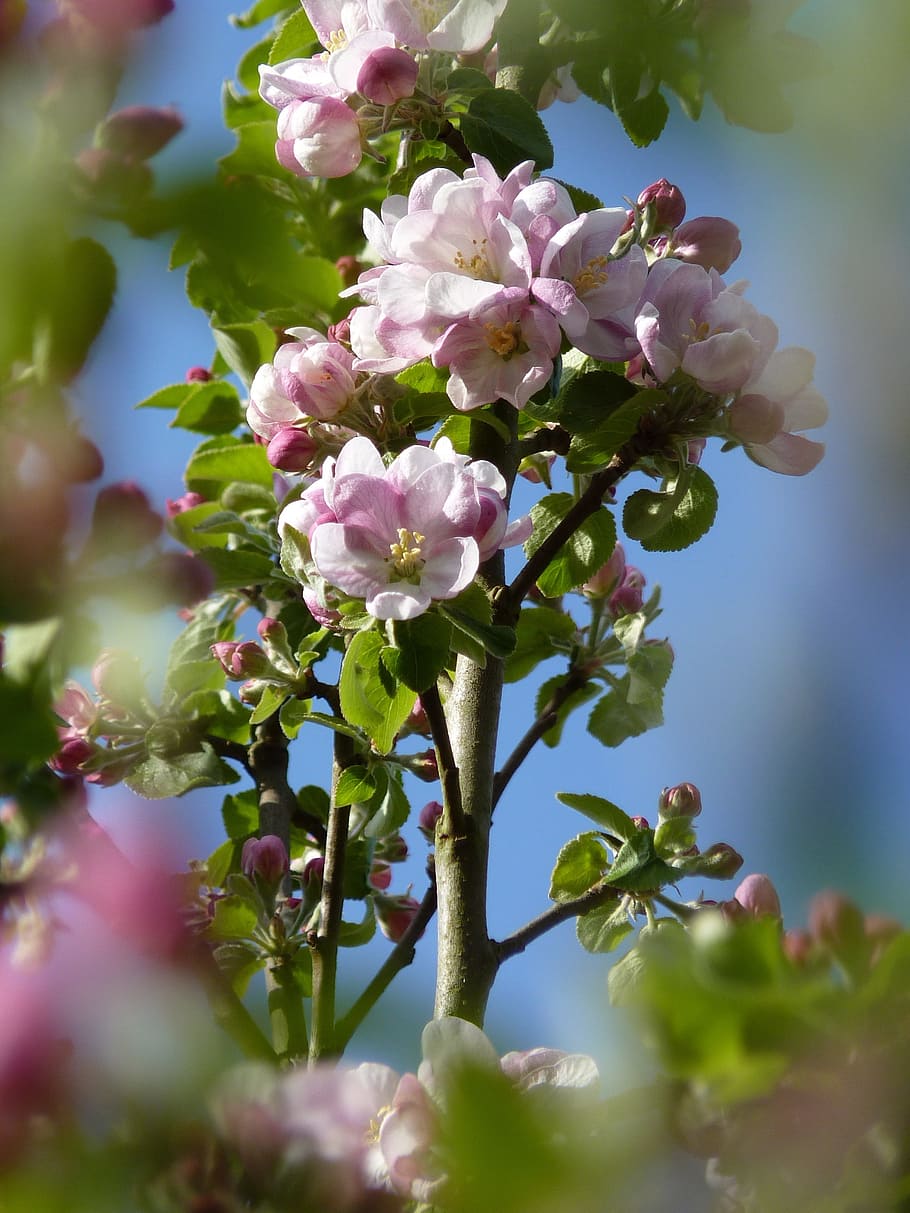 Blossom, Bloom, Apple, Spring, apple blossom, apple tree, nature, HD wallpaper