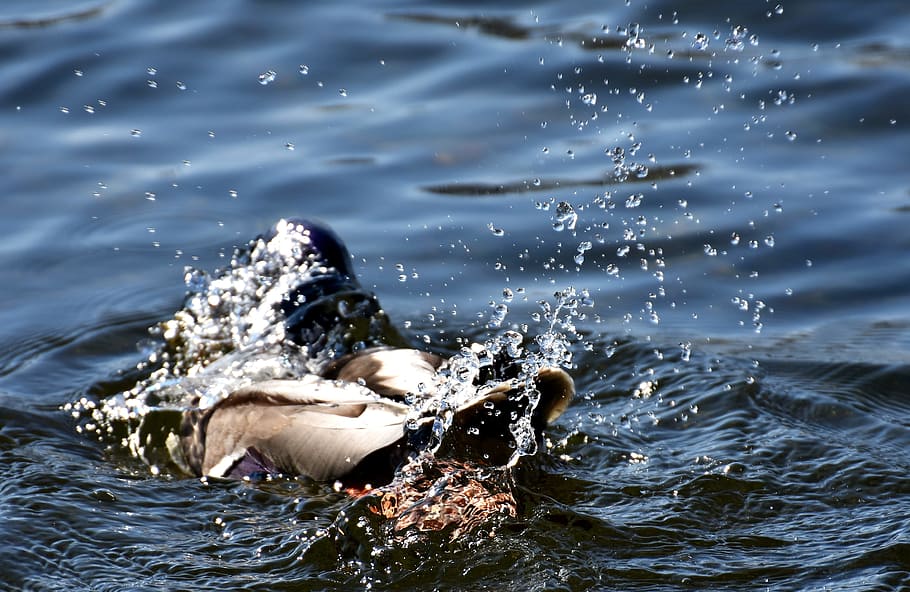 duck, splashing, spray, beaded, water bird, cute, nature, drop of water HD wallpaper