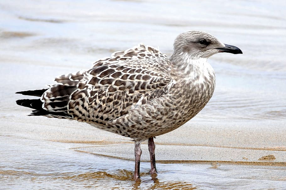 close-up photography of grey heron, seagull, bird, animal, nature, HD wallpaper