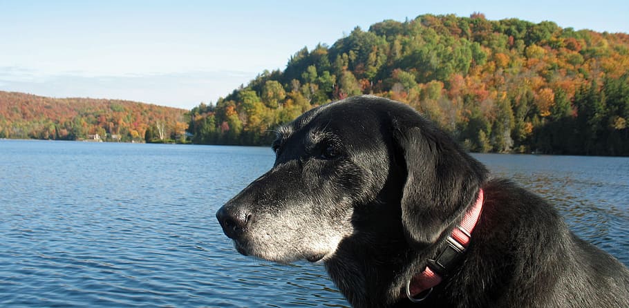 HD wallpaper: dog, fall, lake, landscape, pets, animal, outdoors ...