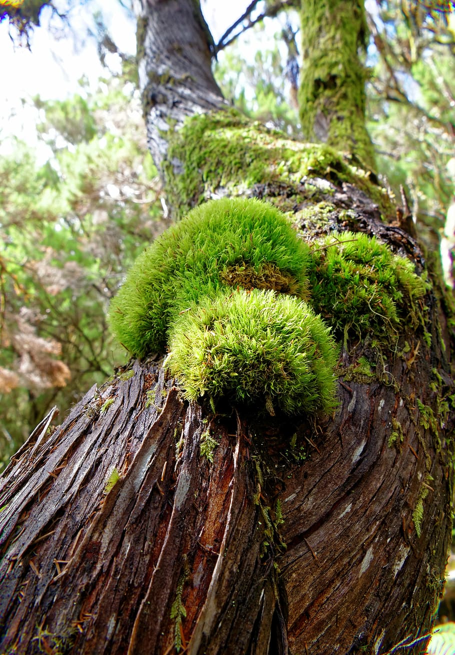tree, moss, bark, wood, tribe, fouling, green, brown, nature HD wallpaper