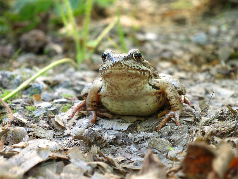 frog, amphibians, animals, animal themes, one animal, animal wildlife HD wallpaper