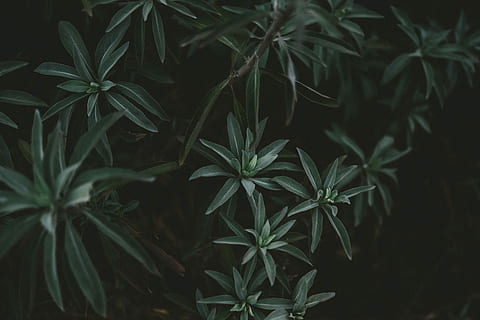 Dark Plant, green tree, leaf, mood, folk, leafe, plant part, marijuana - herbal cannabis HD wallpaper