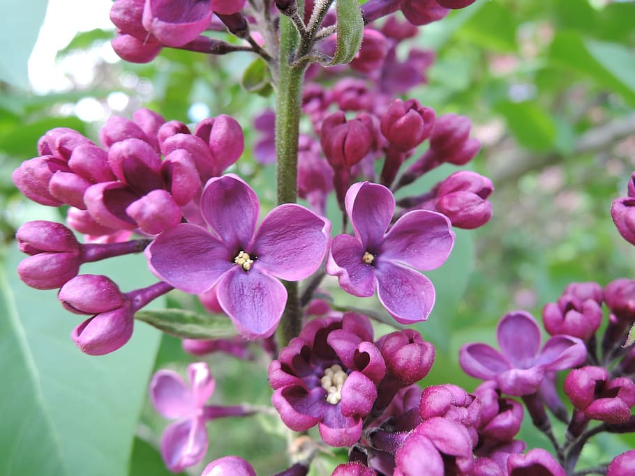 Lilac, Flowering Tree, spring, nature, sheet, foliage, pink HD wallpaper