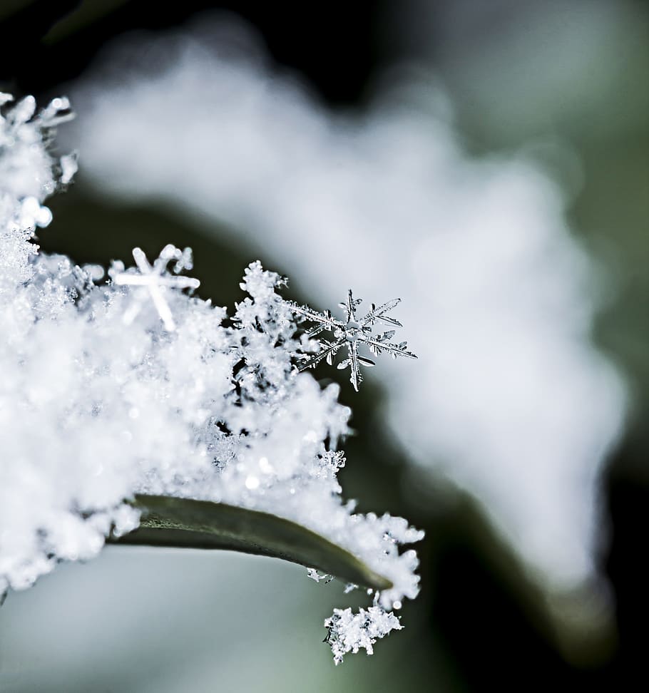 selective photography of snowflake on leaf blade, frozen, zing HD wallpaper