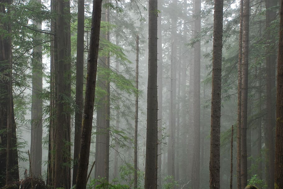 forest covered with fog, forest photography covered with fog