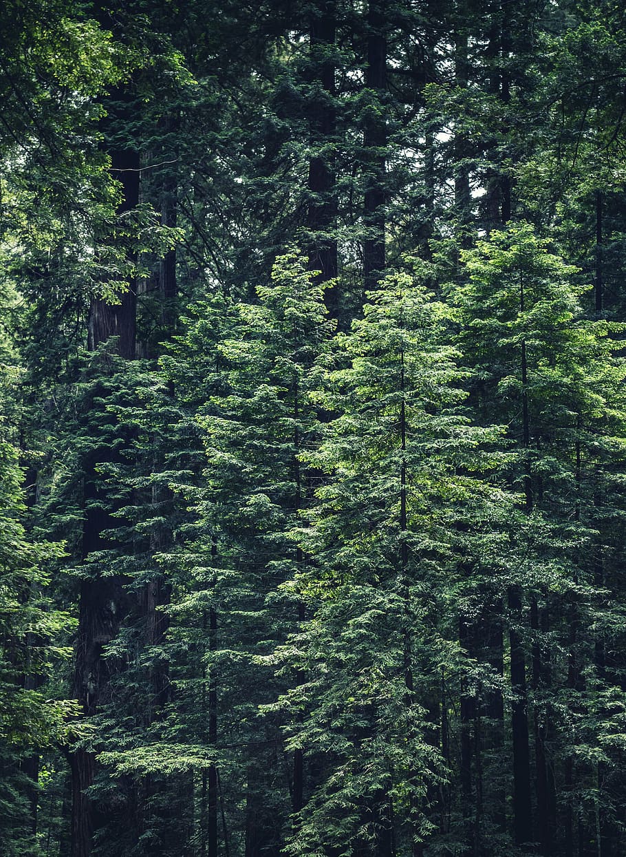 photo of green leafed trees, forest, nature, forests, branches HD wallpaper