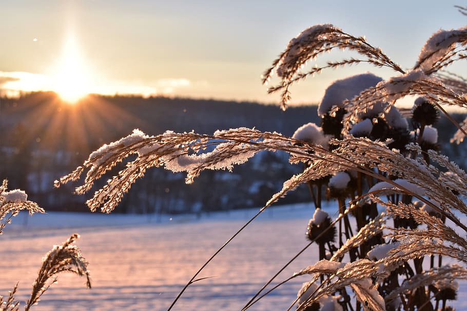 grasses, winter, snow, cold, frost, ice, frozen, landscape HD wallpaper