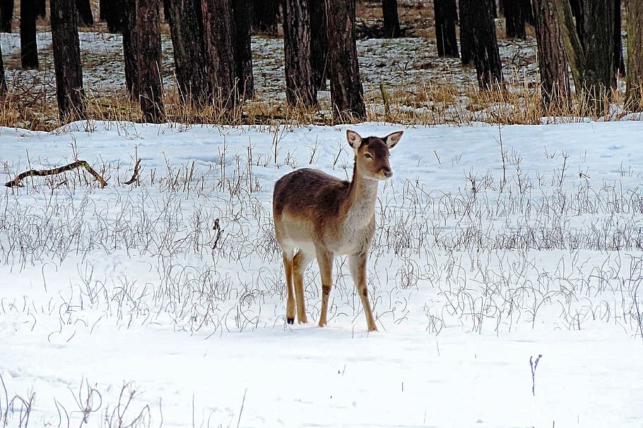 Landscape, Roe Deer, Winter, Impressions, winter impressions, HD wallpaper