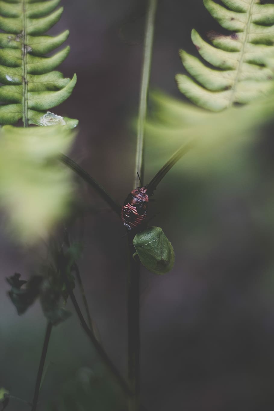 macro shot photography of bug perched on green stem, purple bug HD wallpaper