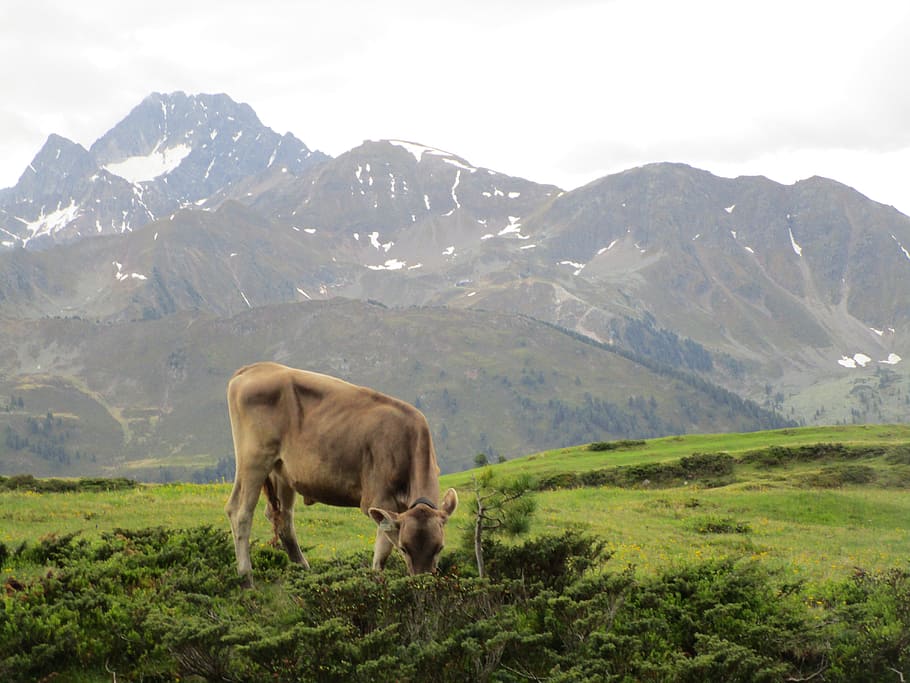 nature, mountain, landscape, grass, travel, meadow, cow, beef HD wallpaper