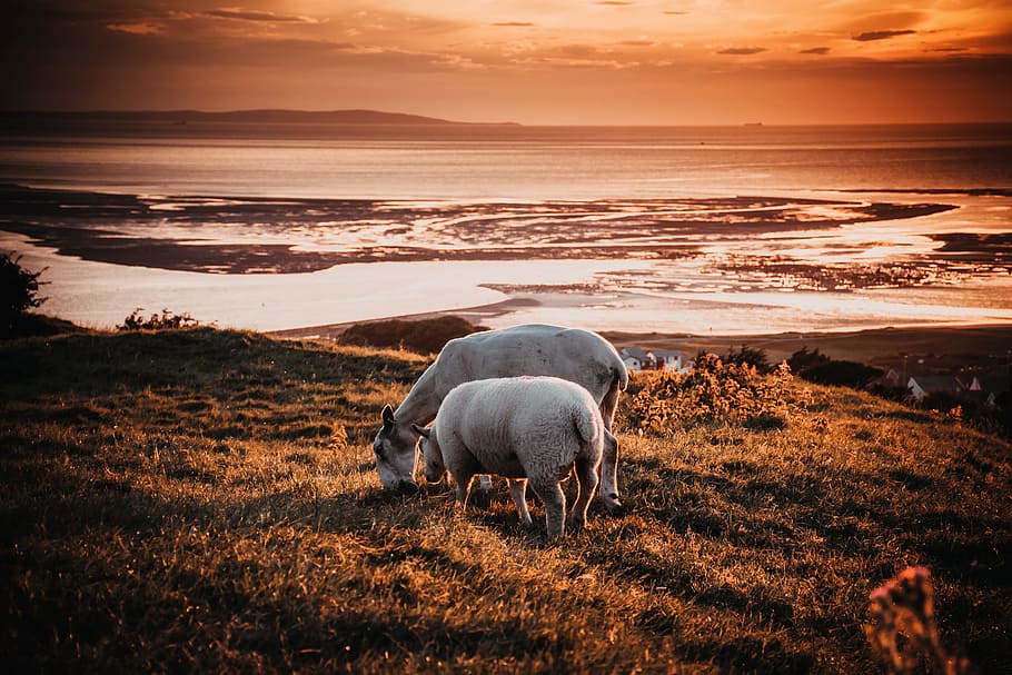 Two Animals on Field during Sunset, backlit, beach, clouds, coast HD wallpaper