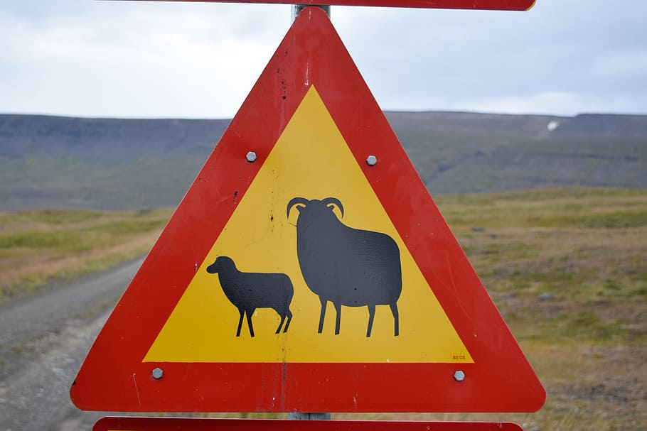 sheep, lamb, warning, sign, road, street, animal, symbol, icon HD wallpaper