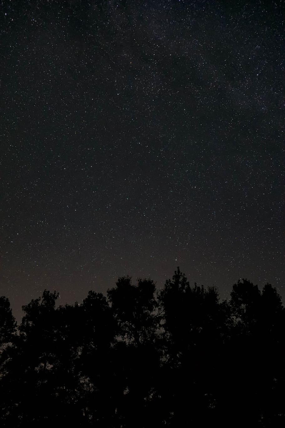 low angle of starry night, stars over silhouette of tree during nighttime HD wallpaper