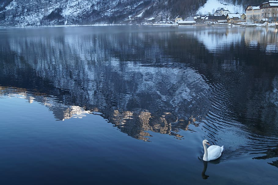 austria, hallstatt, duck, lake, nature, riverside, snow, water, HD wallpaper
