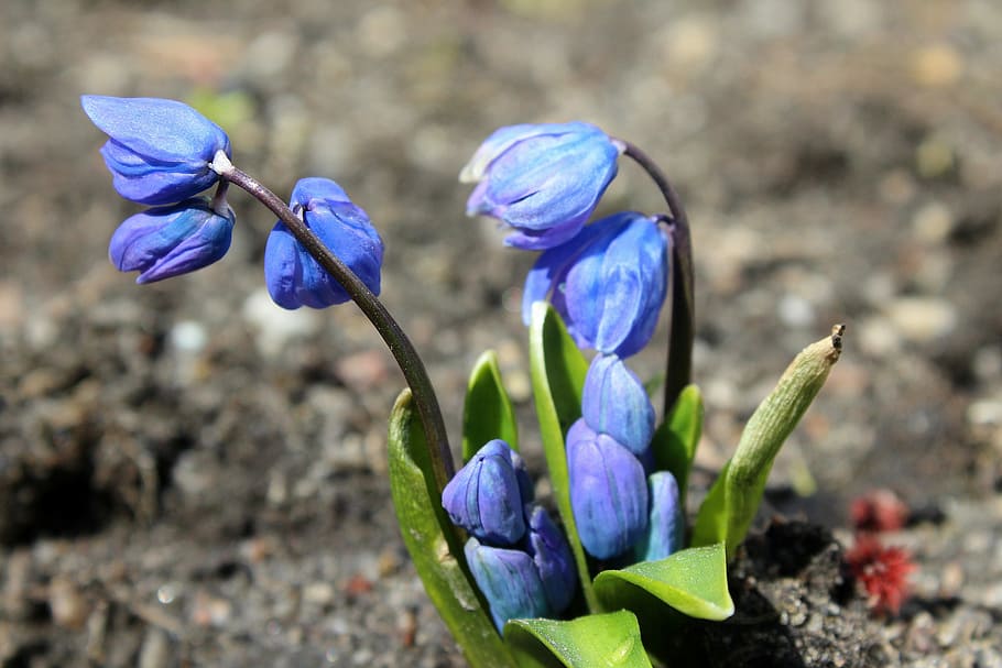 selective focus photograph of purple petaled flowers, spring flowers HD wallpaper
